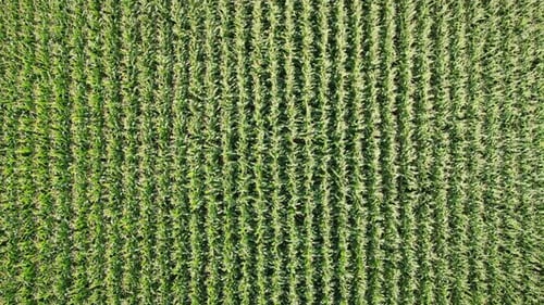 Aerial drone view of field with growing young corn in rows