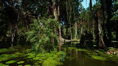 Quiet Bayou with Mossladen Trees and Shimmering Water Surface