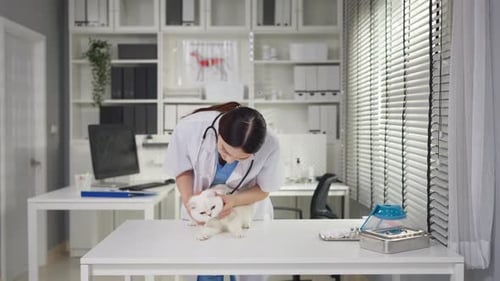 Asian veterinarian examine kitten during checkup at veterinary clinic.