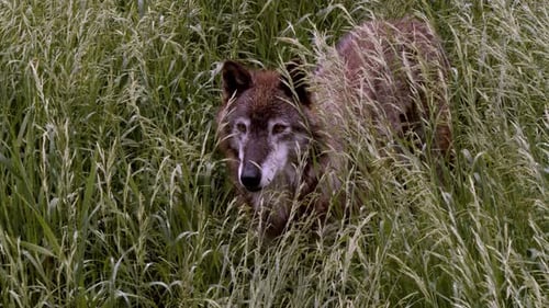 A grey wolf called Koa.