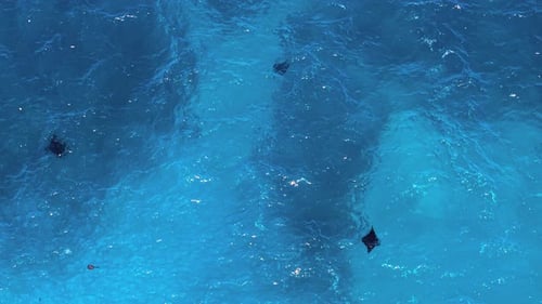 Group of Reef Manta Rays Swimming Near Surface