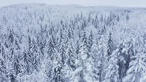 Snowy Evergreen Forest From Above in Winter