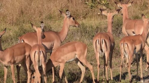 Herd of impalas running away from danger