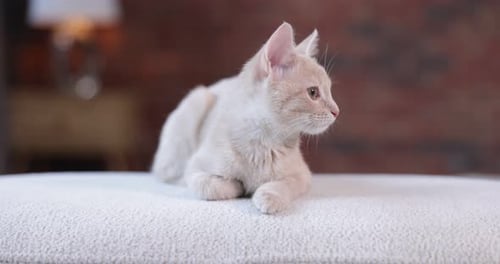 Cute Kitten Lying on White Upholstered Surface Indoors