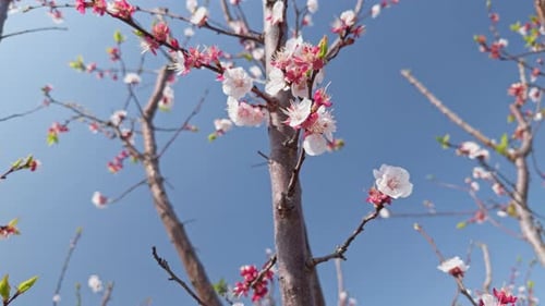 Aprikosenbaum im Frühling mit frischen Blüten 9