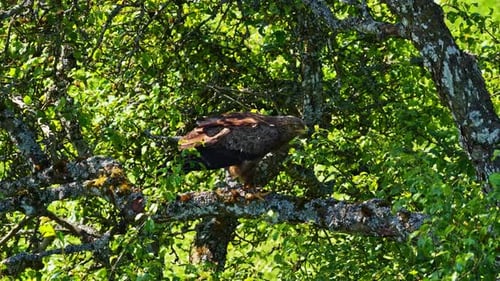 Greater spotted eagle perched on a mossy tree branch in dense foliage, closeup shot