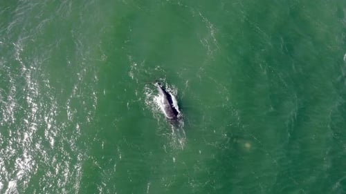 Aerial View Whales Ocean Surface Marine Wildlife Water Drone Shot