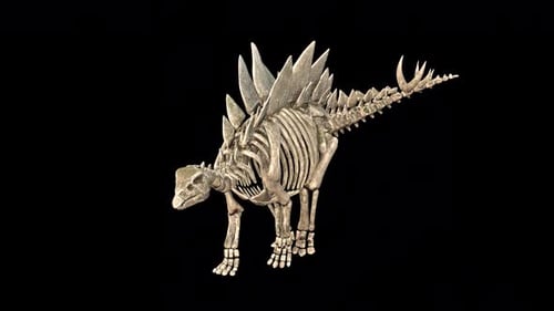 Stegosaurus Skeleton Walk Idle