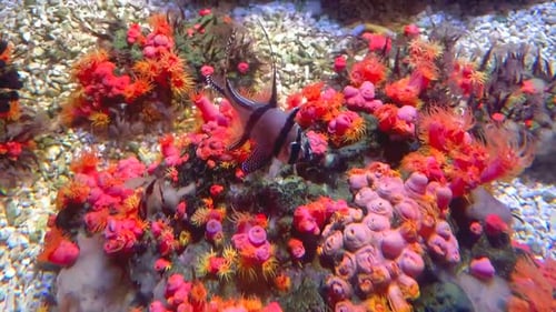Un poisson-cardinal de Banggai nageant au-dessus d'un corail brillant et coloré.
