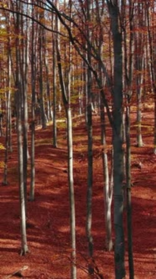 Bright Autumn Forest in Sunny Day
