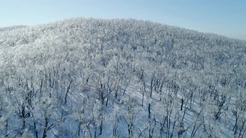 Aerial View of a Frozen Forest with Snow Covered Trees at Winter Flight Above Winter Forest Aerial