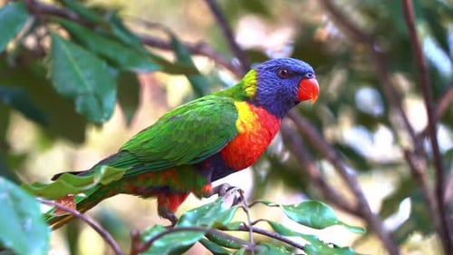 Profile shot of a beautiful rainbow lorikeets, trichoglossus moluccanus with vibrant colourful pluma