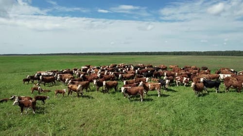 Granja rural Vacas y terneros marrones pastando en un campo verde de hierba Vista desde una altura orgánica