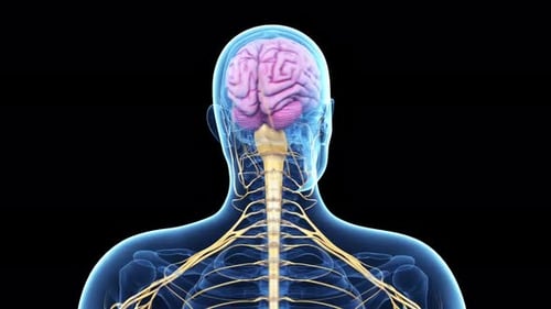 Human head showing rotating brain and complex central nervous system anatomy