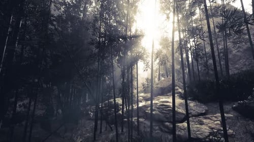 Mysterious Forest with Sunlight Filtering Through Tall Bamboo Trees at Dawn