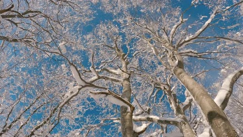Tall Trees in Winter Forest