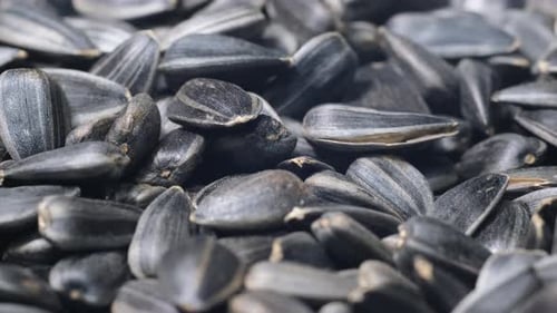 Macro Video of Sunflower Seeds Spinning in a Circle A Closeup of Sunflower Seeds As a Background