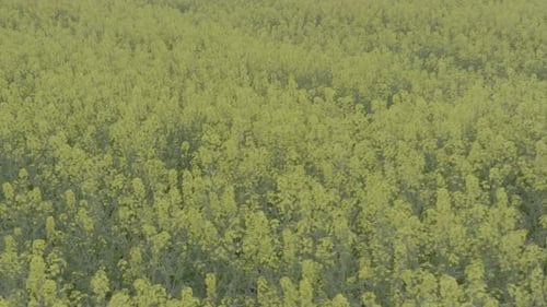 Blooming Rapeseed Field on a Sunny Day Flying Above Stunning Yellow Rape Fields in Spring Aerial