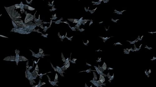 Animated Flock of Crows Flying Overlay