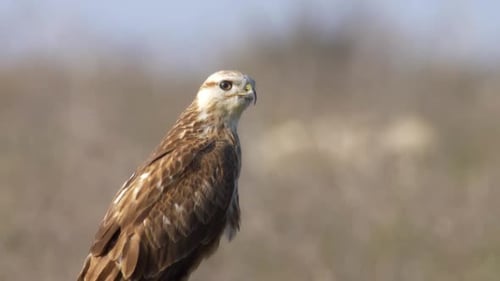 Long legged buzzard, close up, adult on field, close up, Israel
