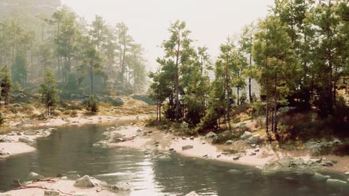 Un río que atraviesa un bosque lleno de árboles