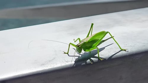 Nahaufnahme einer grünen Heuschrecke auf einer Oberfläche Eine Nahaufnahme einer grünen Heuschrecke, die auf einer