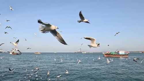 The transition shot elegantly captures seagull's journey from the boundless blue skies to blending s