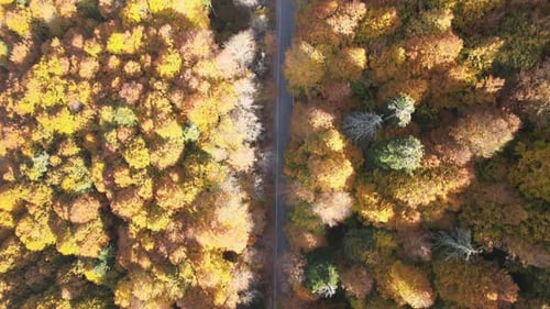 aerial autumn road
