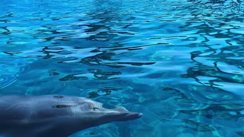 Dolphin breathing.