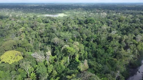 Aerial View over the Trees of the Rainforest in Iquitos, Peru at Daytime - drone shot
