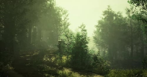 Misty Morning in a Tranquil Forest with Soft Sunlight Breaking Through Foliage