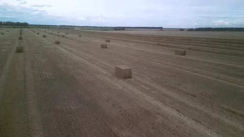Yellow field with harvested wheat and hay bales. Aerial view of the field with square bales