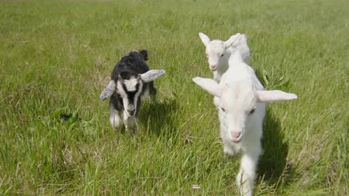 Three Baby Goats During a Walk in a Summer Meadow