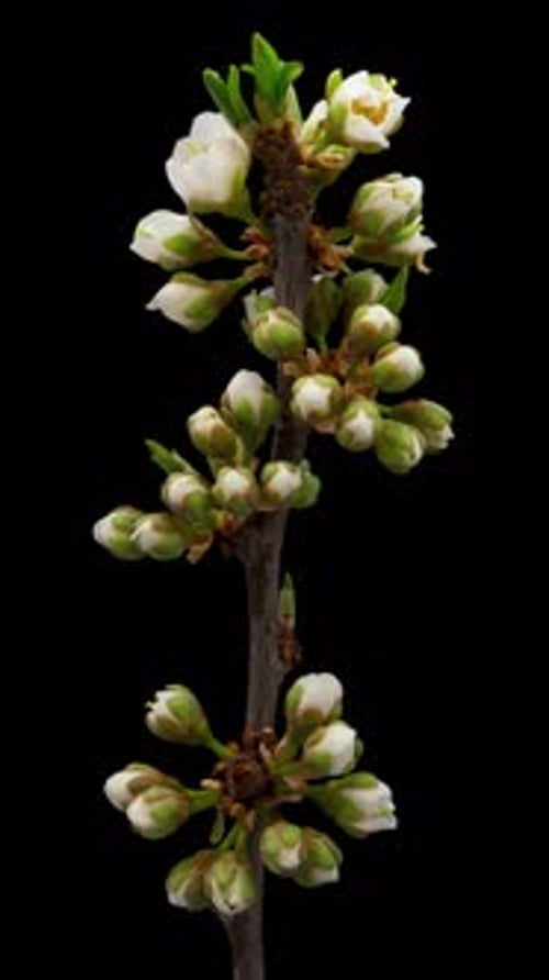 Time Lapse of Flowering Plum on Black Background Spring Timelapse of Cherry Flowers