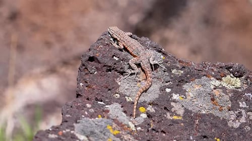 Side-Blotched Lizard warming itself in the sun on a rock