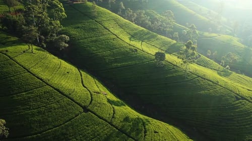Aerial Drone View of Scenery Road Through Green Mountains Hills and Tea Plantations