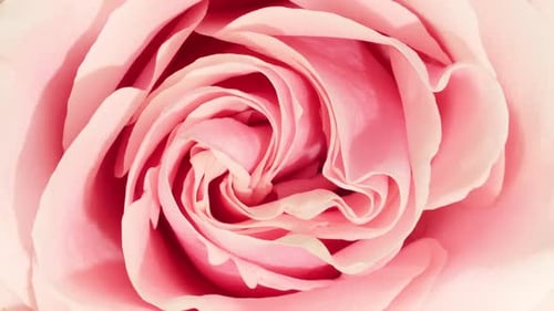 Elegant Close-Up of Light Pink Rose