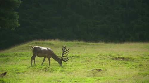 A Large Antlered Deer Grazes Peacefully In A Meadow