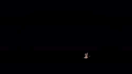 Waterfowl Bird - North American Canada Goose - Flying Around Loop - Side View MS - Alpha Channel 4K