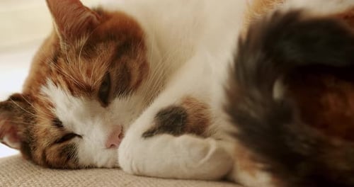 Tabby Cat Sleeping Peacefully Indoors Close Up