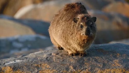 Primer plano de Rock Hyrax respirando