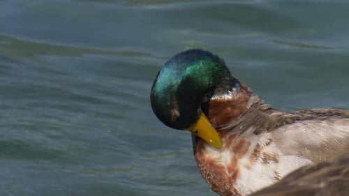 Mallard Duck Preening Feathers Near Water