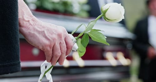 Hand, person and white rose for funeral at cemetery, memorial service and pay respect with coffin