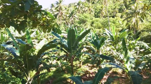 A mysterious path in the middle of a wooden forest in the tropical jungle, surrounded by bushes, lea