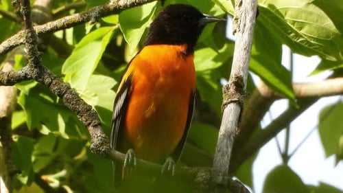 Close up of Baltimore Oriole perched on branch with green vegetation as Background