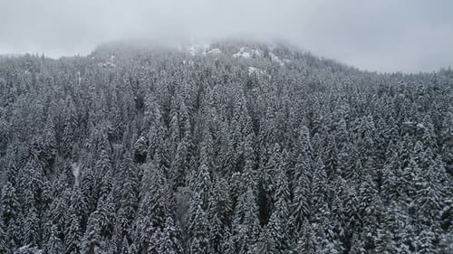 Aerial View of a Mountain Peak Covered with Dense Snowcovered Spruce Forest