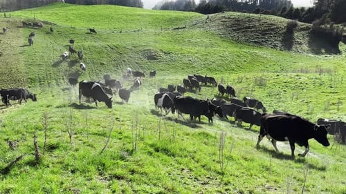 Herd of cows walking on a green meadow. Grazing on grassy hills on a sunny day