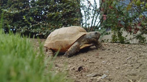 Old Turtle Enjoys A Stroll And Snack On Grass At Halifax Zoo In Canada