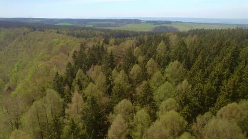 Vista aérea de tirar o fôlego de densas árvores verdes da floresta - vista aérea do drone