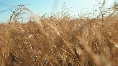 Golden Grass Blowing Gently in Rural Field
